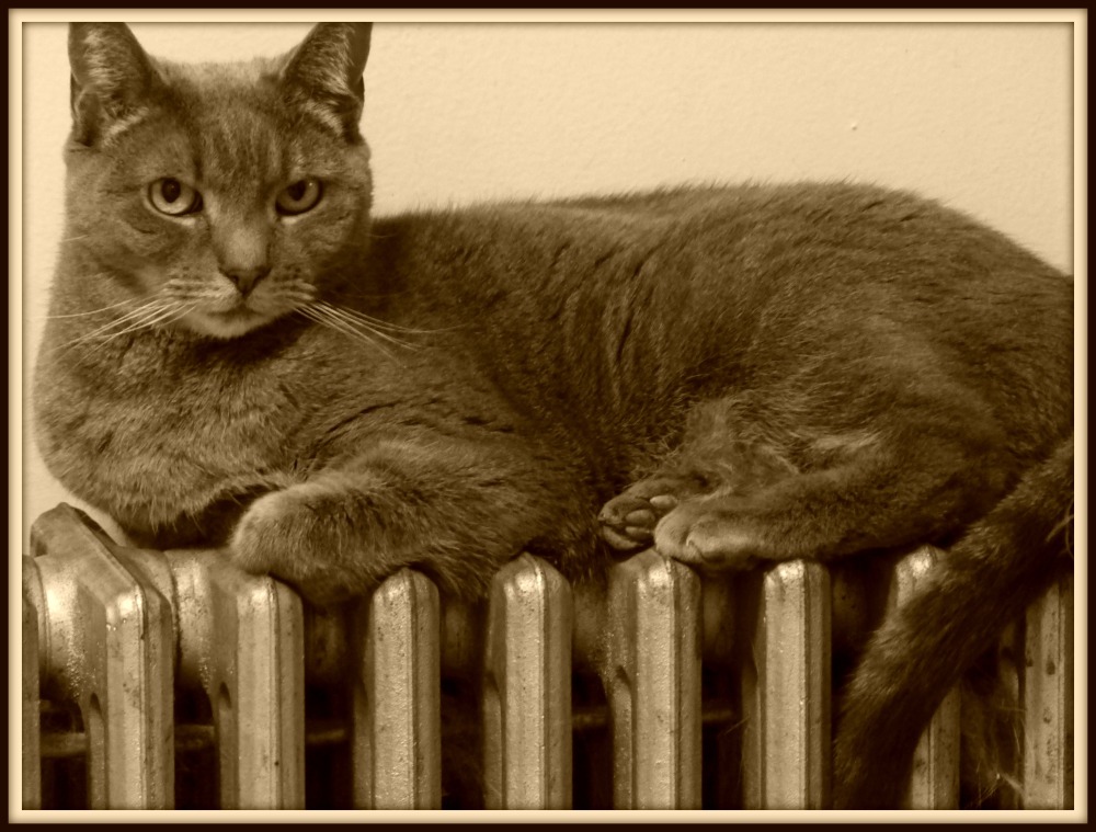 Lily on radiator